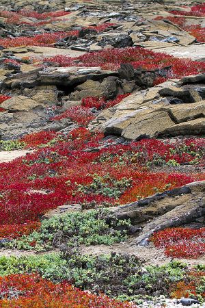 Sombero Chino, Galapagos 090.jpg